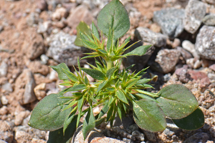 Chorizanthe rigida, Rigid Spineflower